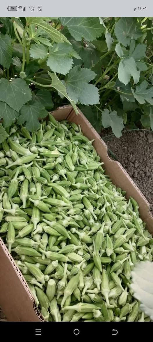 سلام عليكم يوجد بذور باميه للبيع درجه اوله شرط الحوي خير من الله ***********صلاح الدين اشرقاط
