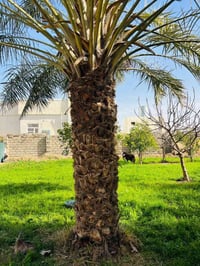 ناحية الزاب • تكريب نخيل • تنضيف نخيل