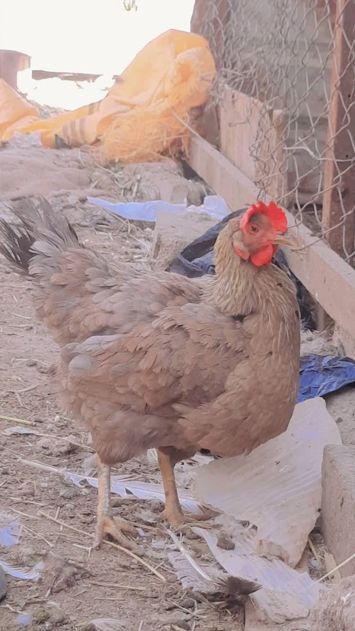 سلام عليكم ادمن وافق متوفر دجاج عرب 4ابو ركيبه خشنات وحده مو ابو ركيبه كلمن وسعره دجاجات البيض التك عل 20الف ولباقيات عل15تك ولديج عل 20وبي مجال وبيض 11بيضه مالات البيض اذا واحد ياخذهم شلع انطي مجاني البيضات  مكاني بني منصور قرب الامام احمد ابن علي


**إذا كنت صاحب هذا الإعلان وتريد حذفه لأي سبب، رجاءا أرسل رسالة إلى الدعم الفني**