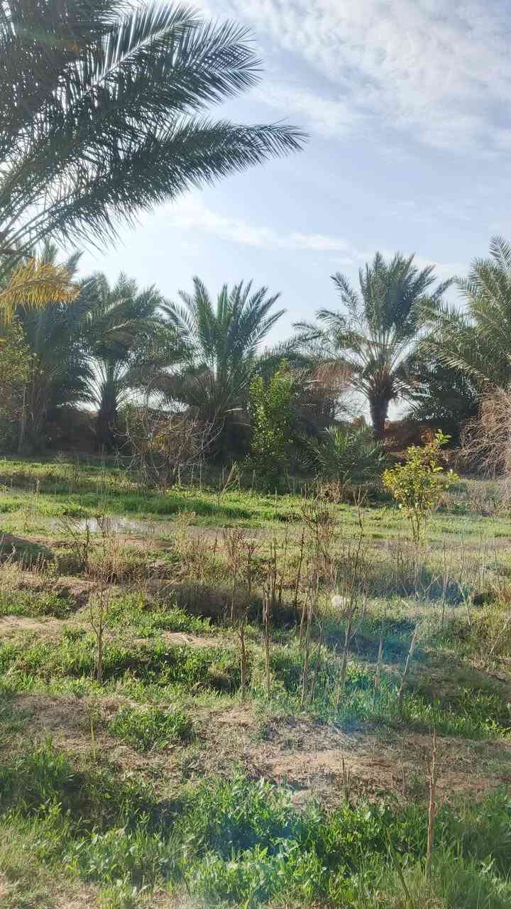 واسط كوت البسروكيه 
سلام عليكم بستان مع بيت للبيع 
المساحه الكليه دونمين ونص 
الاستفسار اكثر علخاص او الاتصال علرقم 
***********
