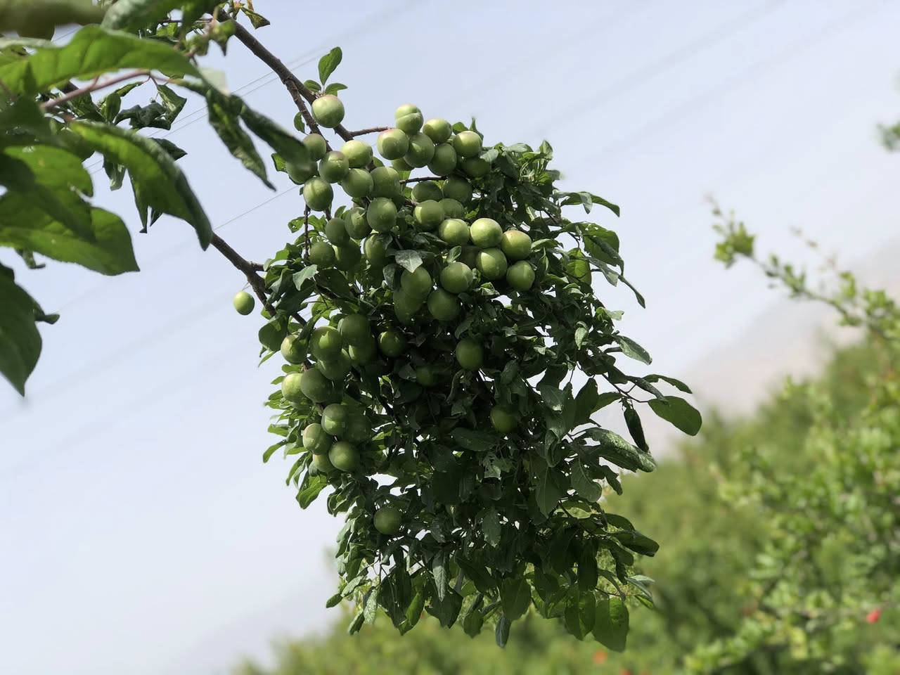 ‎نەمامی هەلوژەی سەوز 
‎(گەلاسی ئەمریکی )
‎هەلوژەی سور 

‎قەلەمی دەستی خۆمانە بەشەرت
‎نرخی3هەزار
‎رسمەکان هی هامان دارن کەلیمان قەلەم کردو 

‎بۆزانیاری زیاتر پەیوەندیمان پیوەبکەن 
٠۷۷۳۳۷۷۸۱۲۱
٠۷٥٠۱۷۷۸۱۲۱
‎ناونیشان 

 ‎رانیە گوندی کانیماران


**إذا كنت صاحب هذا الإعلان وتريد حذفه لأي سبب، رجاءا أرسل رسالة إلى الدعم الفني**