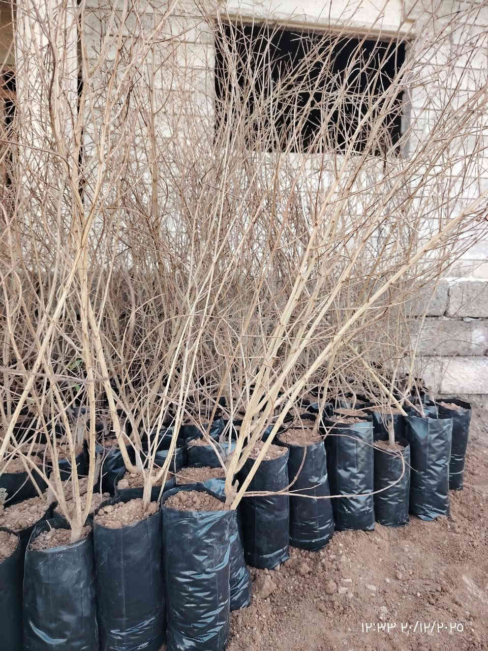 متوفر اشجار رمان حلبجة قلع جديد  احجام مختلفة
المكان قرية شنــــــــــف 
رقم الهاتف ***********
