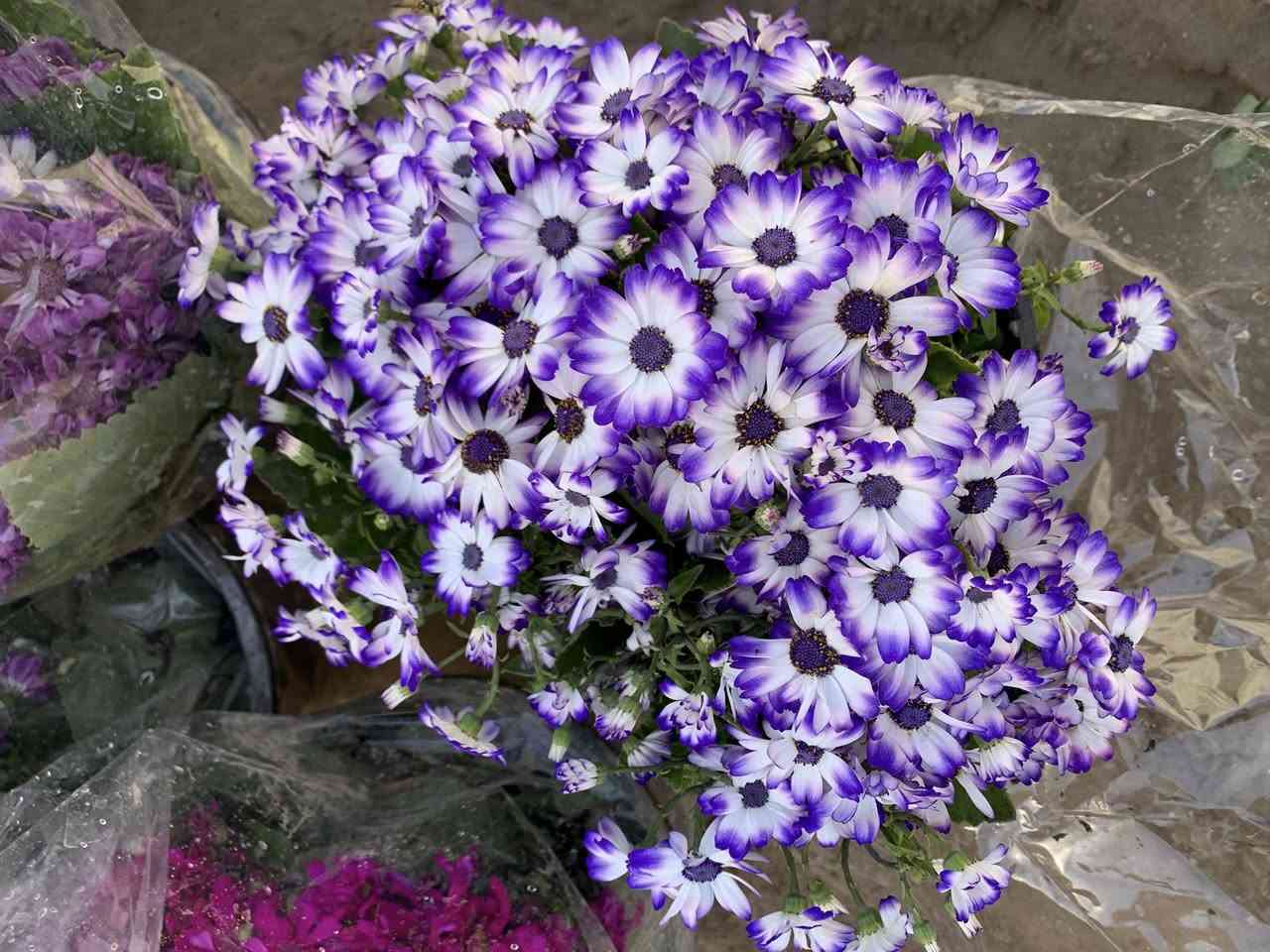 بسم الله، وعلى بركة الله 
تم افتتاح مشتلنا
(مشتل عبودي العاني) 

نقدم لكم تشكيلة واسعة من الأزهار المحلية 🌼 والشجيرات 🌿 بأجود الأنواع وأفضل الأسعار! 🌸
ازهار موسمية - ازهار دائمية 
🌿 كما نقدم لكم  تشكيلة من شجيرات الزينة المختلفة

🐦🐤🐥 ولمحبين الطيور، نقدم لكم أنواع طيور الزينة الأليفة مثل الببغاء 🐦، والكناري 🐤.

🌈 في📍 موقعنا: [ الأنبار /عنه حي العبور قرب مطعم صلاح الدين - مقابل مجمع سنتر العائلة ]
للاستفسار 
 عبودي0783 710 0626
