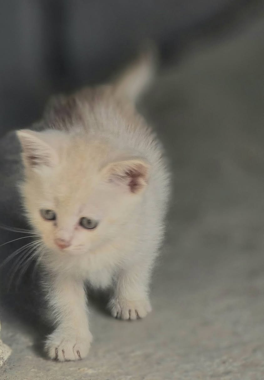 بزازين الشيرازي الجنس الاصلي
الصغار اثنين بعمر شهر نثه وفحل مع امهم
بصحه جيده ونضاف شرط الفه فول مال بيت
اللي يريدهن  بخدمته بسعر مناسب
المكان بهرز حي الشرطه يوجد توصيل داخل ديالى
*********** متواجد واتساب
