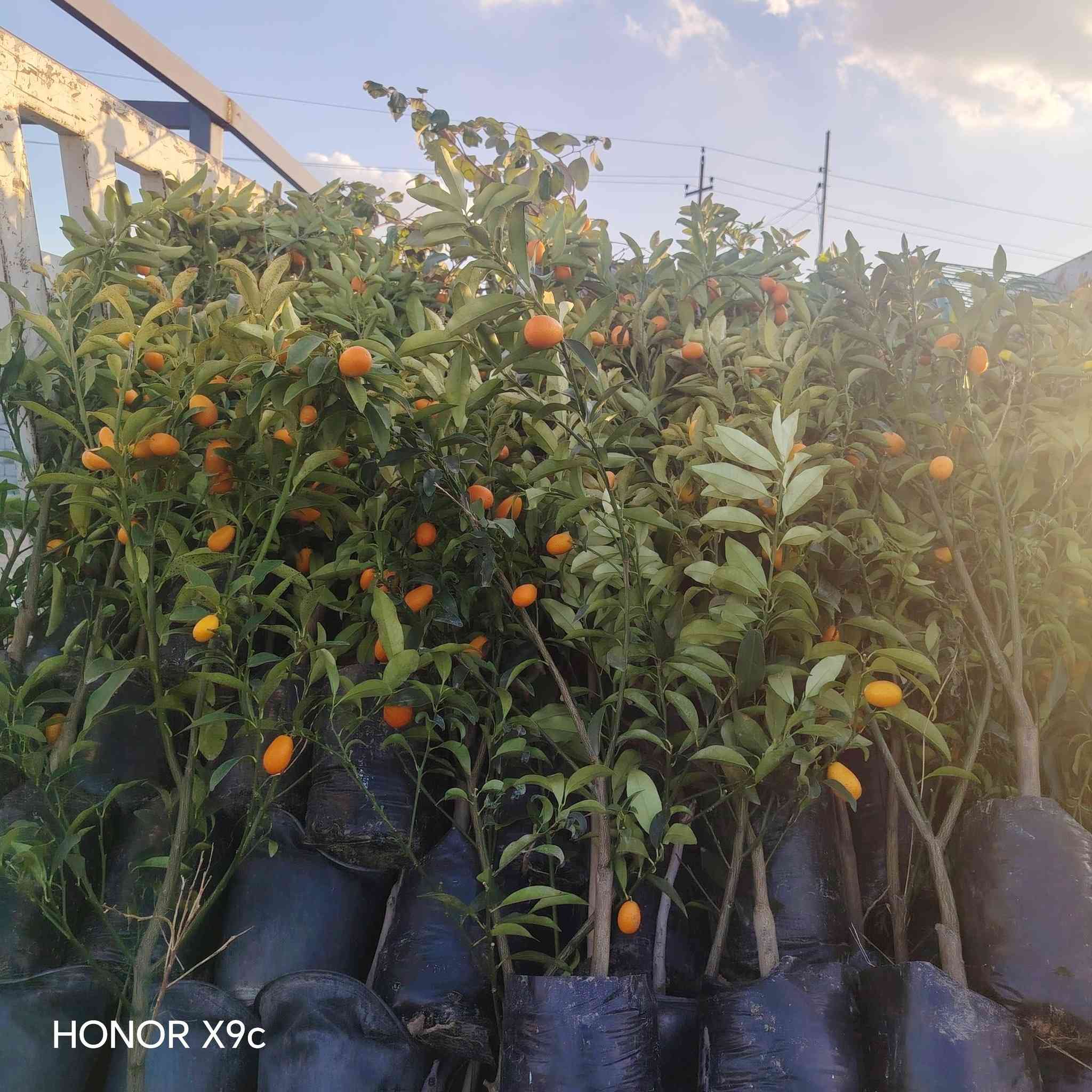 برتقال ياباني كمكوات.
سعر الشتله ٨ الف
للحجز والاستفسار الاتصال على الرقم *********** جاسم الخليفاوي العنوان الخالديه سده ابو فليس.
