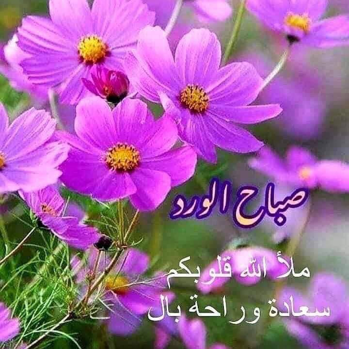 افانتي ٨بيه نص حزام كير مدينه مكفول تبريد منضومه جديده سعر ٩٥ وبيه مجال


**إذا كنت صاحب هذا الإعلان وتريد حذفه لأي سبب، رجاءا أرسل رسالة إلى الدعم الفني**