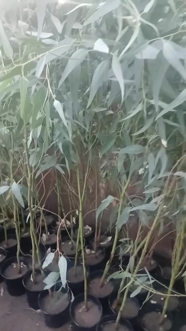 مشتل الزهور حي ميسان مقابيل مصرف الدم


**إذا كنت صاحب هذا الإعلان وتريد حذفه لأي سبب، رجاءا أرسل رسالة إلى الدعم الفني**