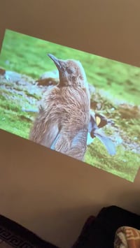 داتاشو • سمارت اندرويد