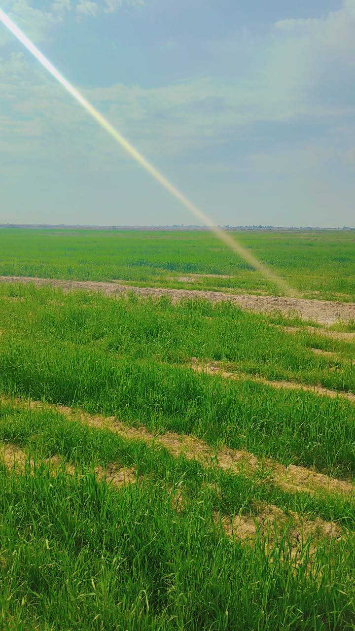 حنطه أو رويطه للبيع 80دونم /شطره صديفه‏ ‪***********‬‏
