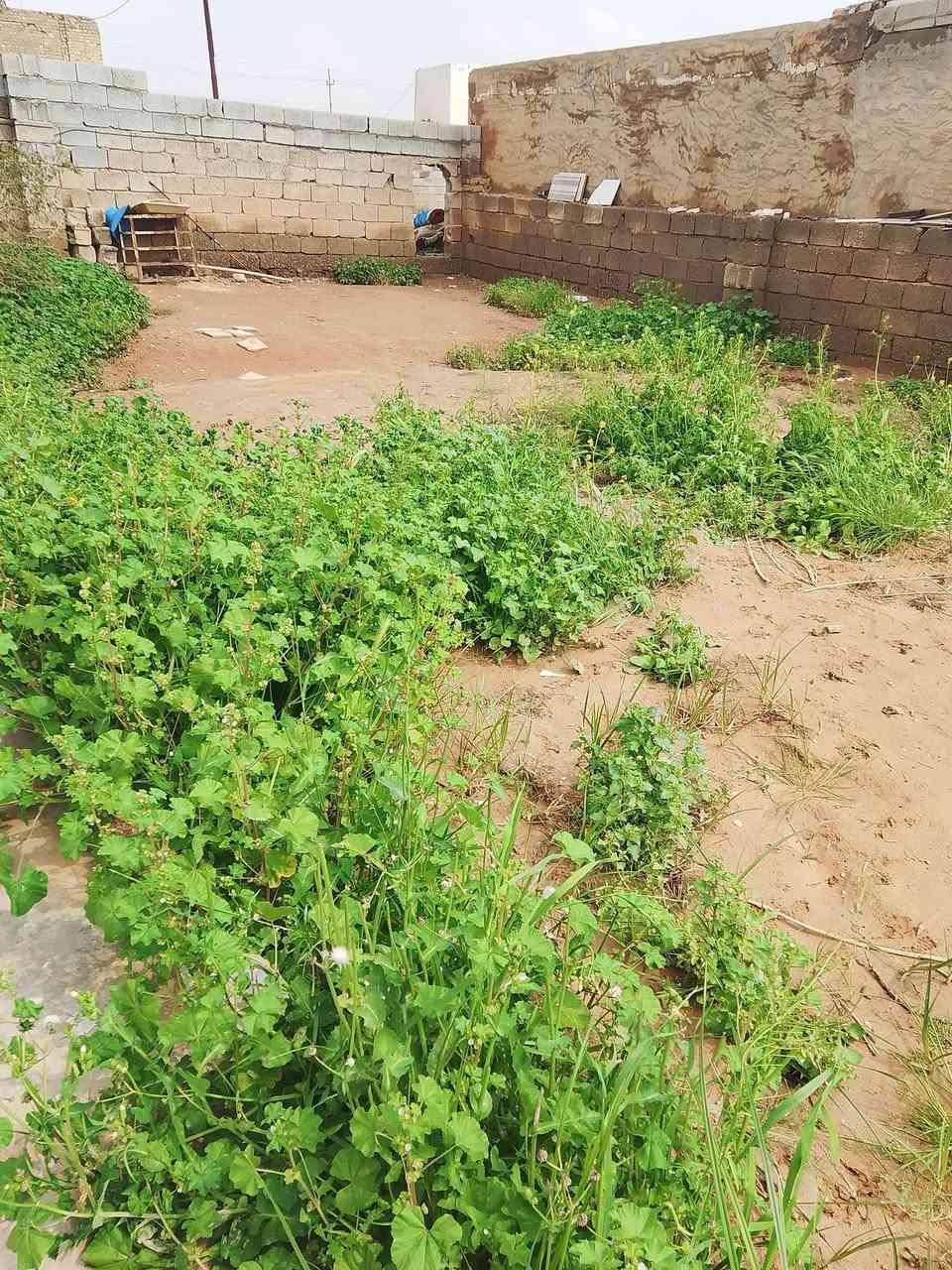 بيت للبيع قاميشلان مساحة البيت 200متر والكاع 1000الف نوع العقار (زراعي) عدد غرف نوم2
استقبال مطبخ حمام صحيات بناء حديث البيت السعر 35مليون وبي مجال رقم الهاتف***********
