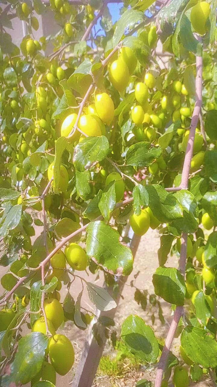 متوفر كادر لتطعيم السدر بانواعه وبأسعار تنافسية مع توفير اقلام سدر زيتوني وعرموطي واحمر باكستاني وتفاحي للاستفسار الاتصال على الارقام التاليه*********** /*********** اومراسله الصفحه
