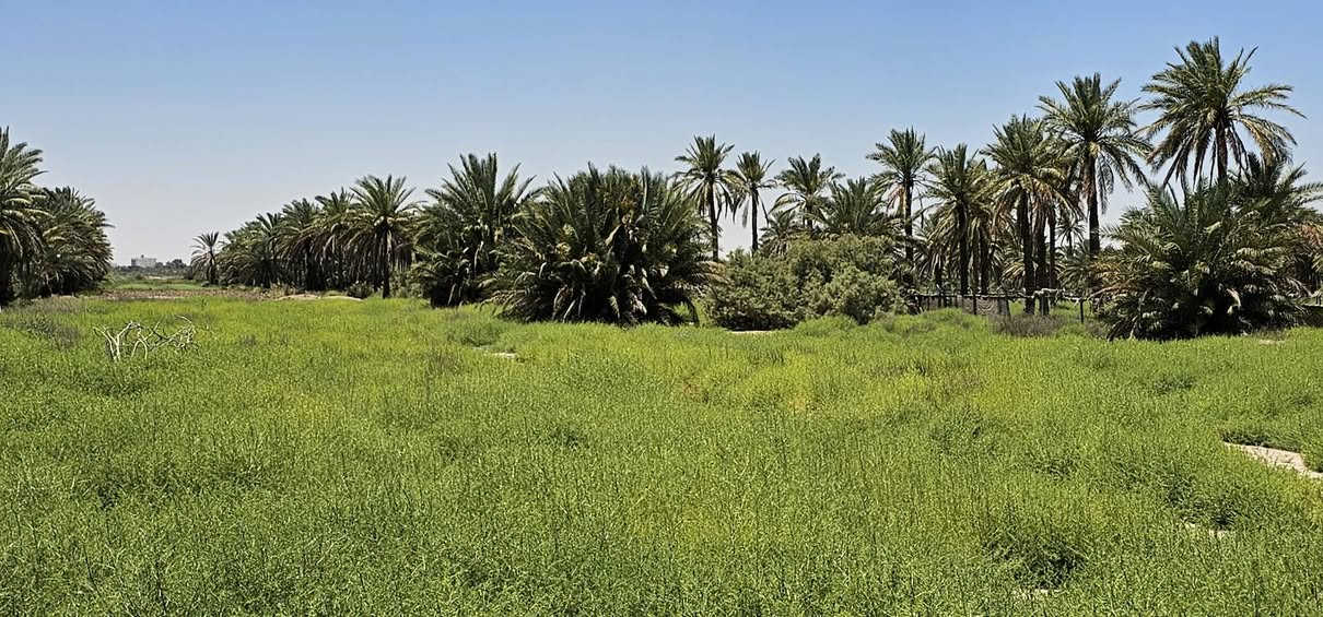 💢أهلا وسهلا بكم متابعينا الكرام الملاك للعقارات كربلاء 

💢 أرض زراعية بمساحة 4دونم و ثلث الواجهة 25 تقريبا والباقي نزال تحتوي على مجموعة من النخيل 
جميع الخدمات متوفرة( تبليط _ كهرباء _ ماء ) تبعد عن الشارع العام كيلوين تقريبا تصلح للسكن أو للزراعة أو للترفيه 

💢 جنس الأرض طابو زراعي سند 25 سند منفرد بالمساحة تحويل أسهم بأسم المشتري ( ورثة لديهم جميع الثبوتات من قسام و وكالات ) تاخذ تحويل 

💢 العنوان// كربلاء _ شارع النجف عمود 1141 منطقة الجدار 

💥 الشراي يراسلنا واتساب ندزله فيديوا من الأرض للشارع مع التوضيح المفصل مع السعر 💲

🎬 يوجد فيديوا بالتعلقيات يوضح جميع التفاصيل 

💢 النجاة في الصدق #المصداقية_عنواننا

أي إستفسار يرجى الاتصال أو المراسلة على الأرقام التالية: 
               محمد أبو ملاك الحسناوي 
☎️ ***********   ☎️***********
 #عقارات_كربلاء #عقارات_طويريج #عقارات_بغداد #كافة

