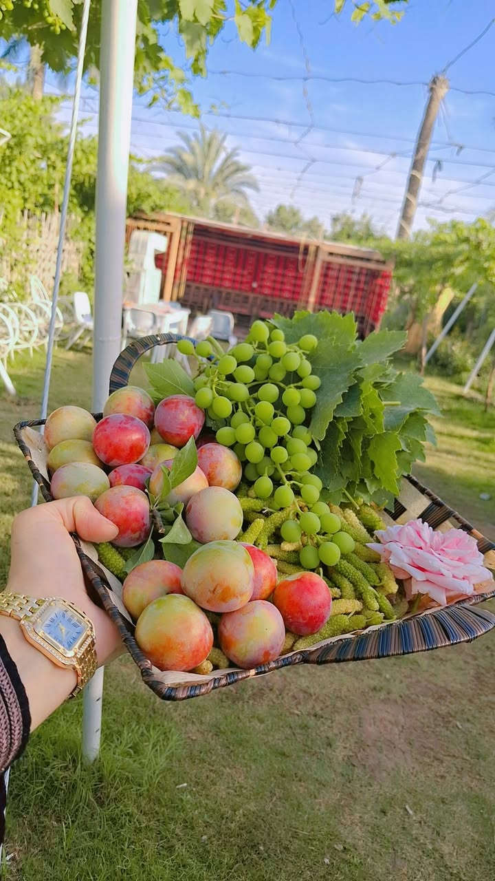 الفخامه يمنه وبس ...🧿🌹🌴🌹🌴🧿
ماعليك سوا الاتصال بنا ....🤳
أجمل ما في الحياه سفره سفوري مع من تحب ...🏊‍♂️🏊‍♀️
مزارعنا متواجده طول الايام ...⚘️🌴⚘️🌴


**إذا كنت صاحب هذا الإعلان وتريد حذفه لأي سبب، رجاءا أرسل رسالة إلى الدعم الفني**