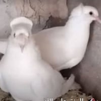 العاب • بيض • العاب بيض • للبيع • العاب للبيع • منتجات بيض
