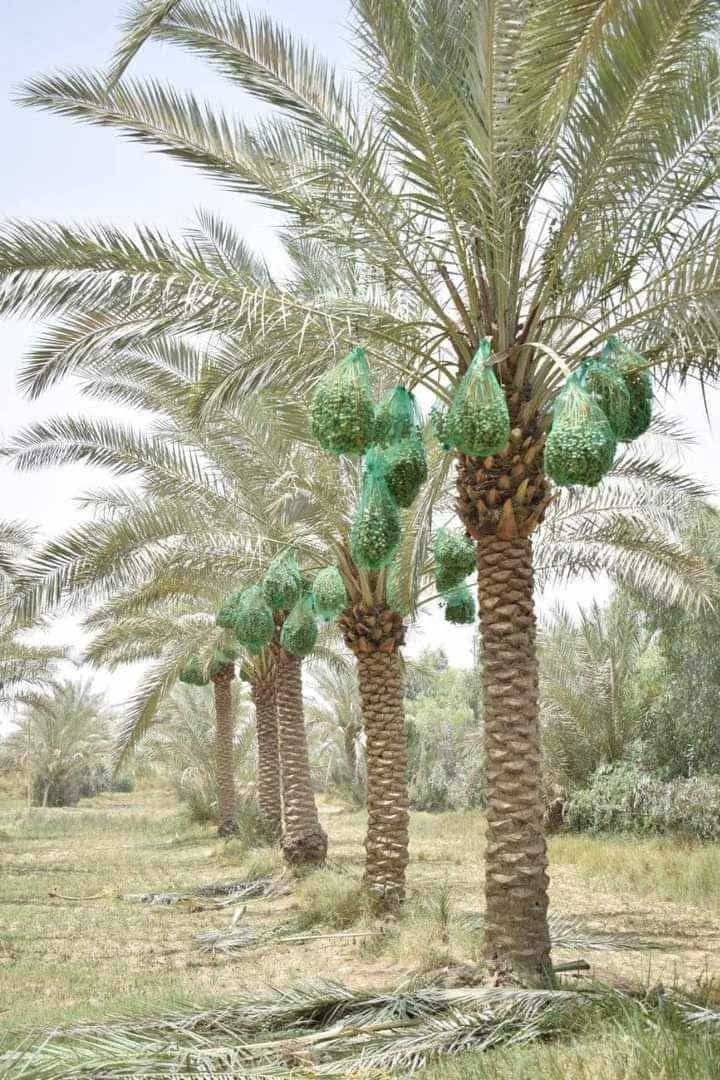 مشبك حماية التمر من الحشرات
اكياس تغليف عثو النخيل 
مصنوعه من ماده بولي اثيلين عالي الكثافه ومقاومه درجه الحراره العاليه
 واشعه الشمس 
-حمايه الثمار من تأثير العوامل الجويه المختلفه
-حمايه الثمار من الاصابه بعناكب الغبار 
-حمايه الثمار من الحشرات والطيور __
يفضل ترك بعض عثوق الثمار للطيور ورزقكم ورزقنا على الله


**إذا كنت صاحب هذا الإعلان وتريد حذفه لأي سبب، رجاءا أرسل رسالة إلى الدعم الفني**