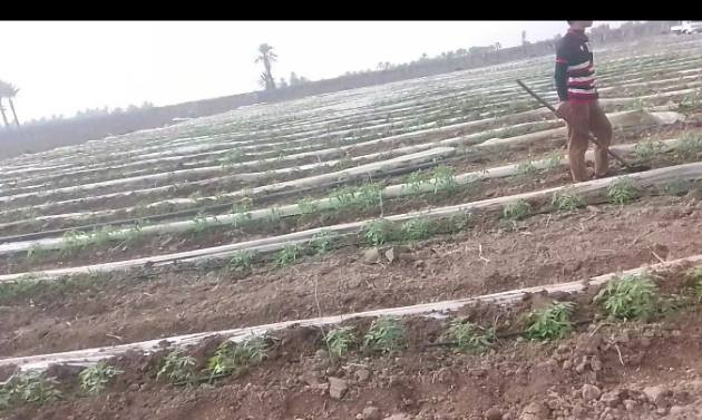 سلام عليكم يوجود كادر عمال تتريب طماطه درجه اولئ  / بلضافه شغل بساتين عنب أو غيره ورزق ع الله أتصل وبيك خير ودلل ***********
