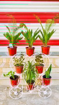 ستاندات الورد • عمل يدوي • حديد قوي