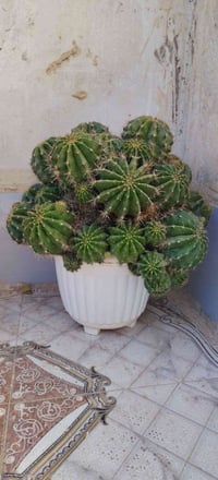 للبيع صباره اماية عمة القاضي عمرها ٧ سنوات تقريبا خلفاتها عملاقات مثل ...