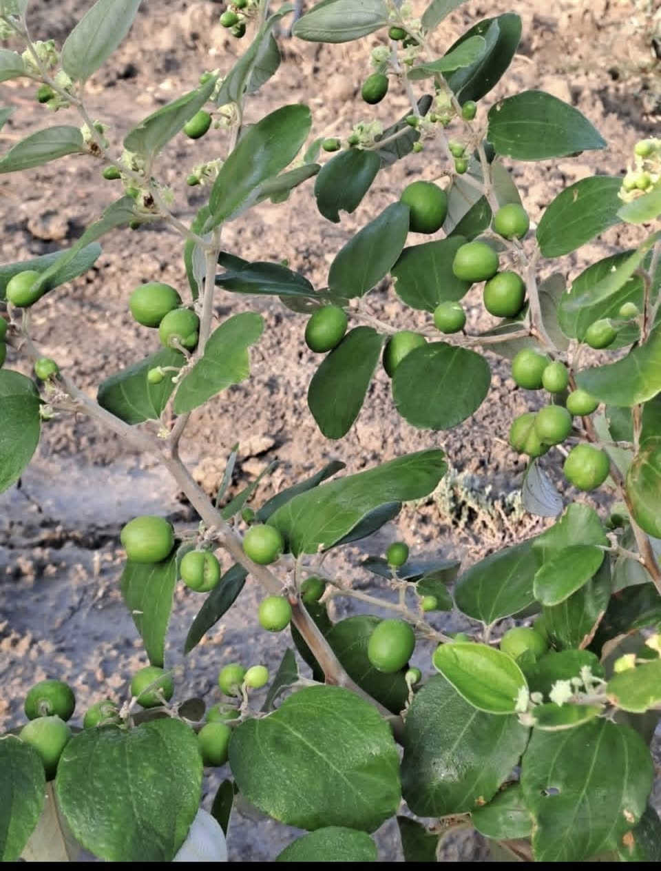 �🌿 للبيع شتلات السدر بجميع الأنواع المميزة 🌿🌿

نوفر لكم شتلات سدر قوية وممتازة للزراعة والتشجير، بعناية خاصة وجودة عالية 🌳✨

🌱 الأنواع المتوفرة:

🔹 السدر البصراوي
ثمار طيبة وطعم مميز، مناسب للزراعة المنزلية والمزارع.

🔹 السدر الباكستاني
سريع النمو، إنتاج وفير، وحجم ثمار كبير.

🔹 السدر الرئاسي
جودة عالية ومظهر قوي، من أفضل الأنواع للإنتاج الغزير.

🔹 السدر التايلندي
ثمار كبيرة وطعم حلو، مناسب للمشاريع الزراعية.

🔹 السدر العرموطي
مميز بالشكل والطعم، مطلوب بكثرة ومناسب للتس


**إذا كنت صاحب هذا الإعلان وتريد حذفه لأي سبب، رجاءا أرسل رسالة إلى الدعم الفني**