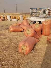 يوجد  تبن للبيع  شلفان ارتفاع120 وعرض 80 وشرط تبن ناعم  مال  گراضه  وت...