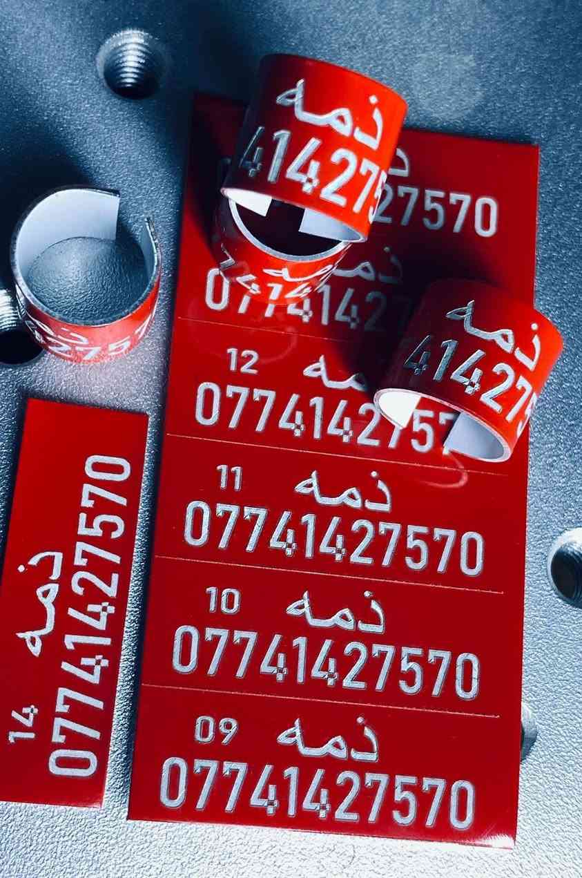 حجول حمام للطيور الكبار
50  حجل 10 الف   
 100 حجل 15 الف  
((((( التوصيل مجاني )))))
للحجز خاص واتساب  ***********

