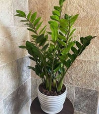 زاميا • نبات عصاري • متحمل عطش