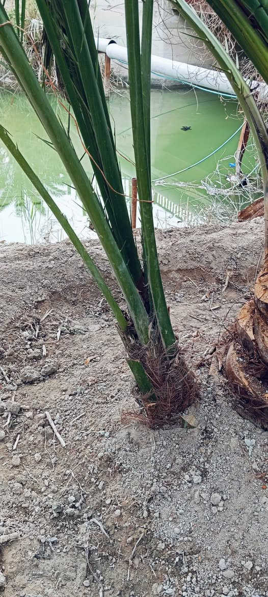 سلام عليكم يتوفر افراخ برحي حر تجي تختار بكيفك قلع بحضور لمشتري مكان ابو لخصيب  *********** ,,,***********
