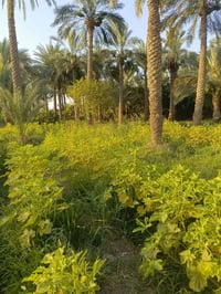 السنيه القادسيه • دونم ونص • على الشط