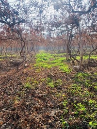 الي عنده بستان يريد ايغلمه ويشتغله احنه موجودين اتصل 07813505848