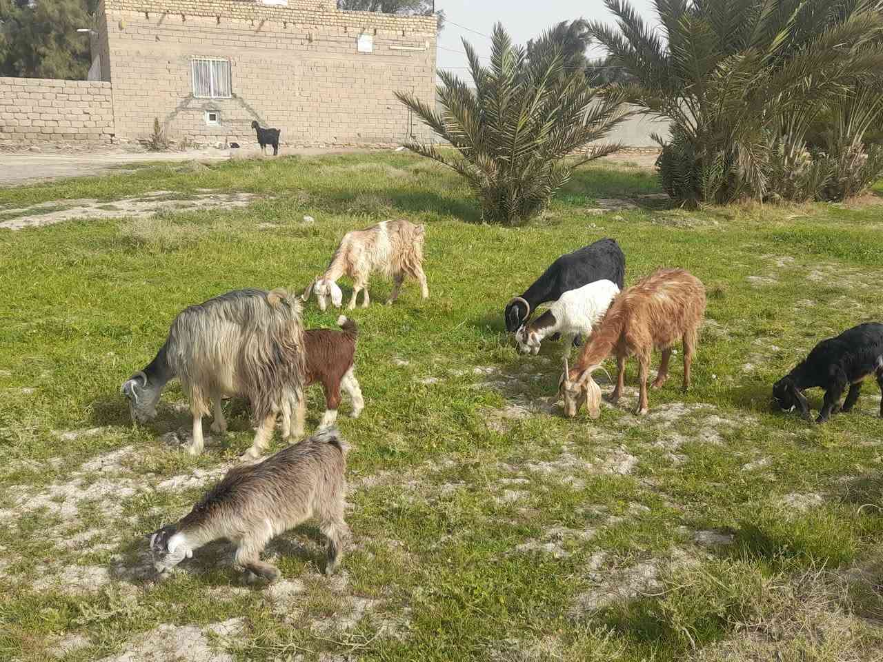 يالله
السلام عليكم للبيع صخول مطافيل عدد ٤ 

العشمه ورجينه ثاني بطن ورها بهمه 

السوده والبيضه متوسطات وراهن تيس وبهمه

الاحمره ضروسه حاكات شويه  وبيه ضعف ورها بهمه

صخول مشروطه سن وشطر وصحه بناتها كبار سعر شلع ٩٥٠ وبيهن مجال اذا تفريد ع ٢٥٠ الوحده 

لا يوجد توصيل ***********مكان سماوه قضاء الهلال
