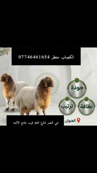 كصاب • غنم وبقر • حي النصر
