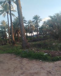 قطعة أرض للبيع مساحة ٣١٠مترطابو زراعي سند ٢٥ بغداد الراشديه منطقة المر...