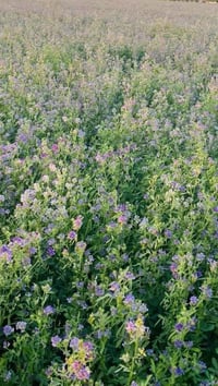 بذور جت • عراقي • السجر