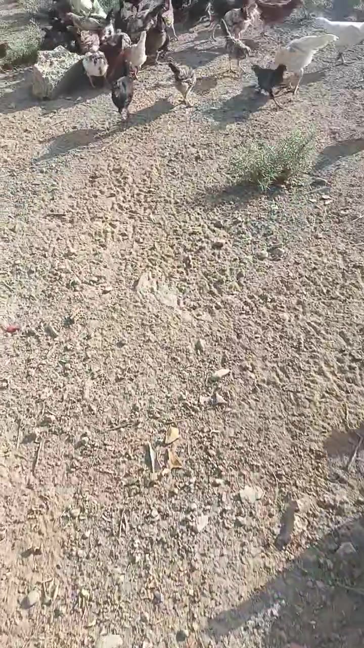 دجاج للبيع سعر زوج ١٥ ملقح ونضيف تقريبن سبعين تك اذاجمله بيهن مجال قليل


**إذا كنت صاحب هذا الإعلان وتريد حذفه لأي سبب، رجاءا أرسل رسالة إلى الدعم الفني**
