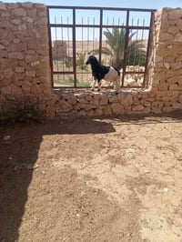 فطيمه • حلال • بروانه سنجك