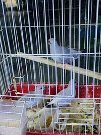 ملكي • ٣ب١٠ • قفل