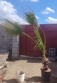 واشنطن اسباني • ٢متر • مزارع