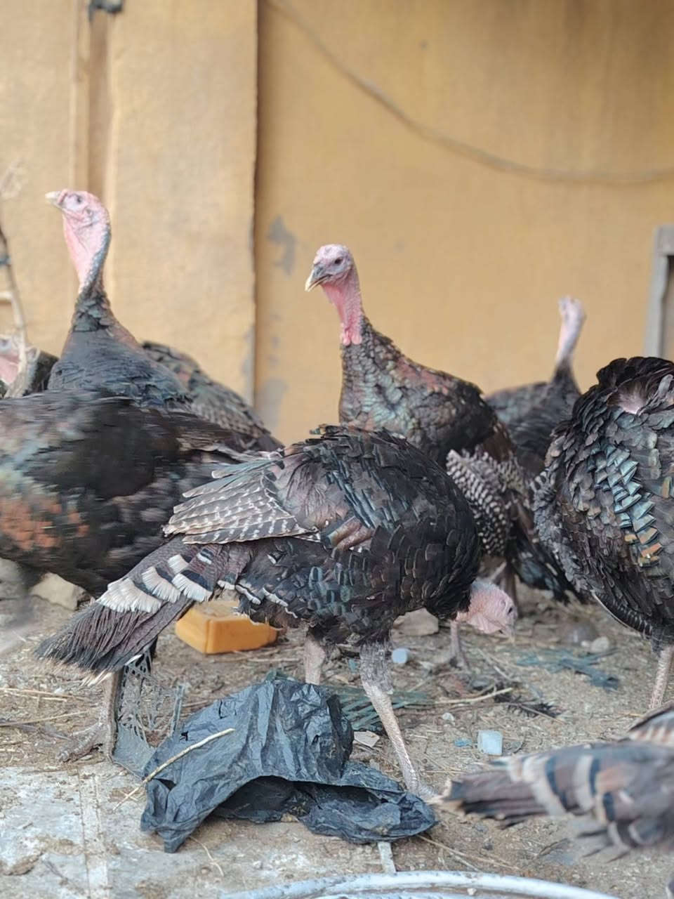 للبيع فسيفس أمريكي الاصلي يوصل وزنه الى 25 كيلو الوزن الحالي من ٤ الى ٧ كيلو سعر الزوج نثيه وفحل ب٦٠ الف موتجي تريد زوج فحل ب٦٠ *********** اتصل مامتواجد ع الفيس بي واتساب
