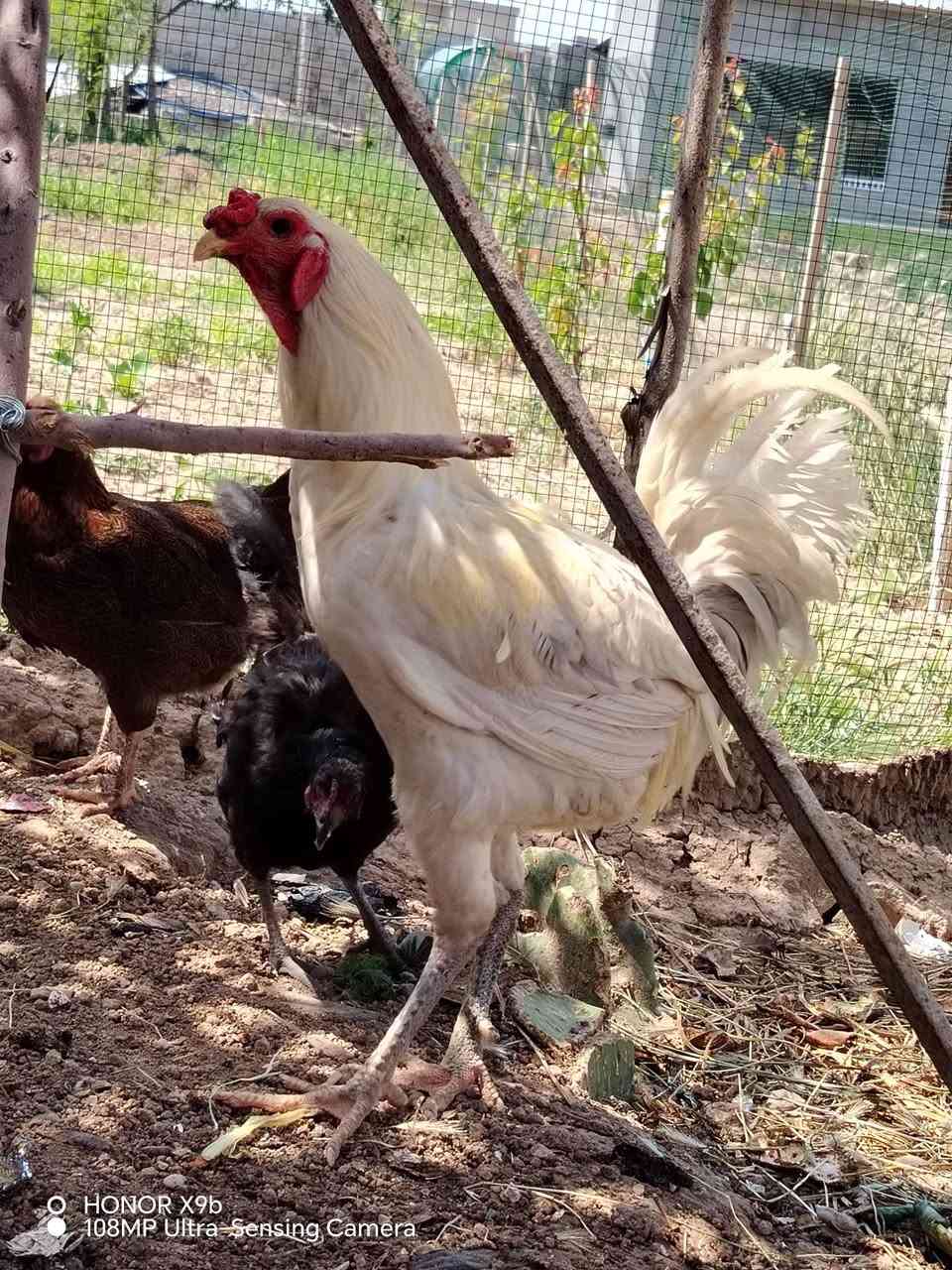 للبيع ديك بوتاني أصلي عيون أسود فوووول
الرقم الاستفسار *********** وشكرا
