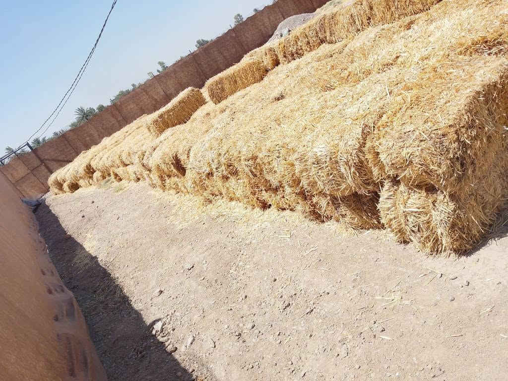 سلام عليكم ورحمة الله وبركاته يوجد كبس تبن شعير عدد ٣٠٠ َوحده سعر الكبسه الفين دينار مكاني بابل قضاء الكفل قرب الأمام زيد أبن علي ع رقم الهاتف *********** بس الشراي يتصل رجآ رجآ رجآ
