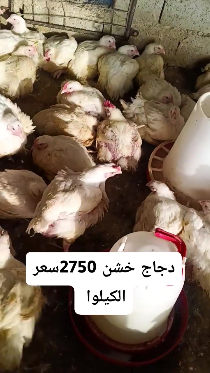 من بعد السلام وصول وجبه جديده من الدجاج الابيض سعر الكيلوا 2750 بلاش البلاش
العنوان الحويجه قرب دائره المرور 

هاتف ***********

وحياكم
