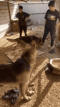 جيرمين K9 • شط العرب