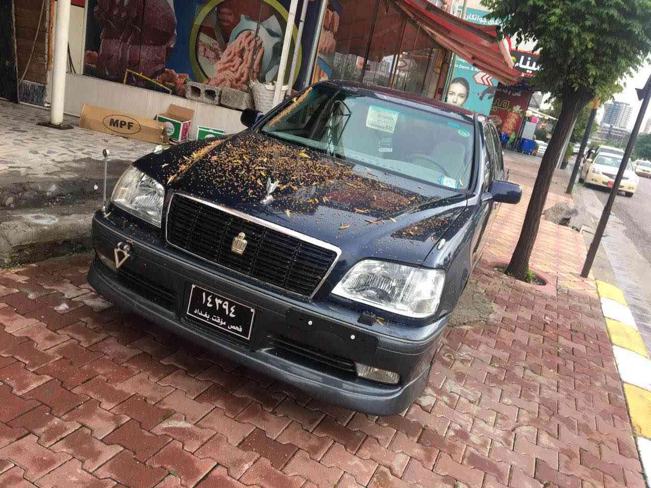 Malika 2001    2dogma makena D4 gawra  brawa 35$ mamala.  *********** السليمانية, العراق
