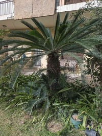 سايكسة حجم كبير  للبيع مع فسايل مكاني بغداد ٠٧٧١٤٧٤٤٤٨٩