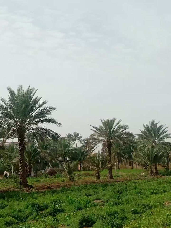 متوفر وسعر جدا مناسب.. تبدا من 40.مليون.الى 350.مليون حسب موقعه ومؤهلاته
زراعي سند 25 تحويل مباشره بسمك 
امكان معالم مستقبلها واضحه 
كذلك خدمات كامله متوفر مع الضمان 
اهم شي تضمن سلامة البيع والشراء 
والمكانات إلي معرؤضه للبيع متوفر بيه كافة الضمانات القانونية والأخلاقية.عنوانه المصداقية ونتعامل حصرا مع المالك 
بدون ورثه او ساطه.للتواصل معنا أهلا وسهلا بيكم..***********
***********..لدينا عروض في كافة أرياف وبساتين محافظة بابل الحبيبه.. تحديدا./النيل.الصياحيه.الفنديه.الورديه.عوفي.بني ساله.المحاويل.
