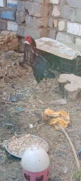 السلام عليكم 
ديج هراتي للبيع السعر 45 بيهه مجال 
المكان القاسم 
***********
