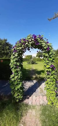 مجد الصباح • متسلق سريع • توصيل غماس