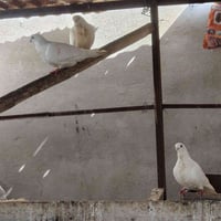 زوج • مخلف يطير • جواتهم بيض