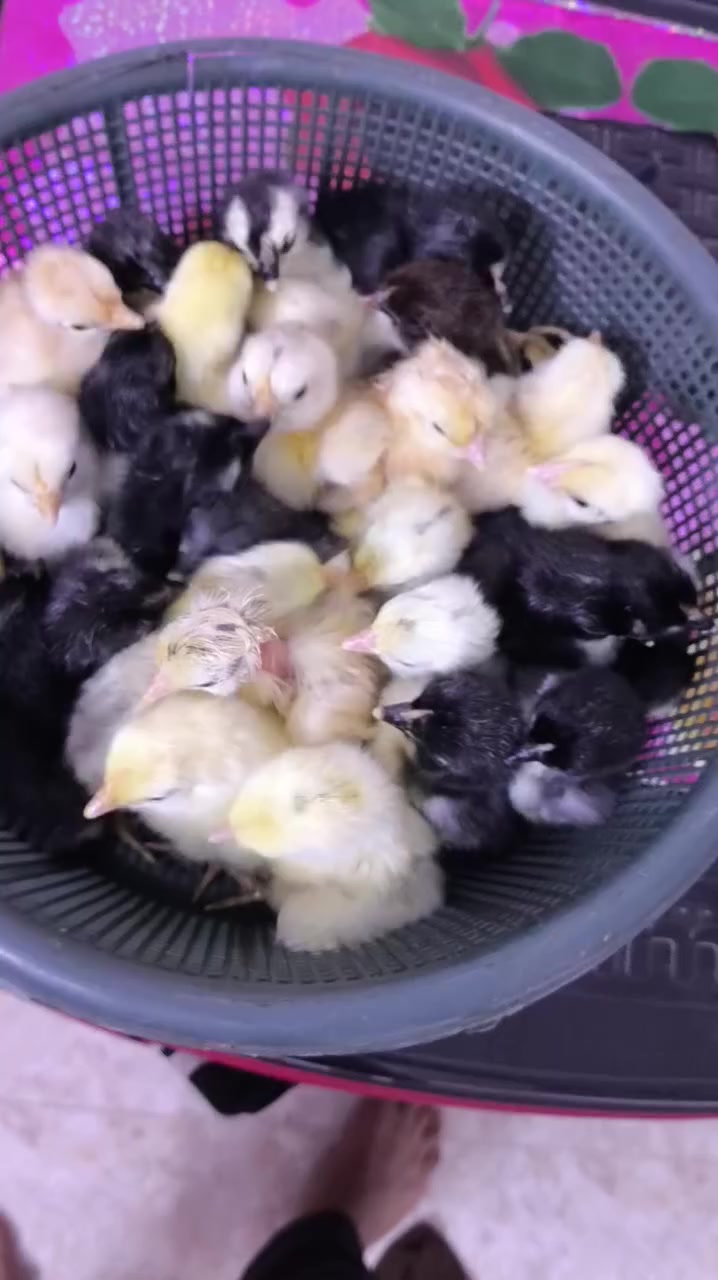 متاح فقاسة للبيع انتاج خير من الله فول اوتوماتيك تاخذ 63 بيضة السعر 150 / *********** // *********** //
