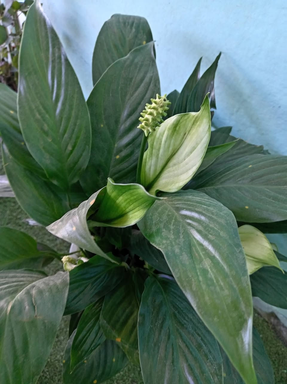 مثل ماعودناكم زبائننا الكرام وصباحكم  جميل
ألان #وصول وجبه من النباتات الضليه والشمسيه 

كل ماهو جديد وغريب تجدونه لدى مشتل حدائق اهلنه   
شراح مائي،
جوري احمر دائمي ايراني
جوري اصفر ايراني
كلانشو اصفر
بنت القنضل
دنفاخيا
لبلاب مرمري
لبلاب عادي
للاستفسار مراسله الواتساب . ***********

يوجد لدينا خدمه توصيل ناحية الحمزة فقط🚐 

يوجد كادر تنضيف وزراعه

العنوان بابل الحمزه الغربي ع 

حي الحسين قرب عباس برهي للجمله 

 مقابيل مدرسة المكرمه 

زيارتكم تشرفنا
